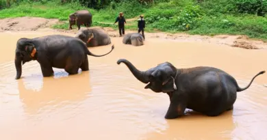Chiang Mai 2025: The Complete Guide to Ethical Elephant Sanctuaries, Responsible Visits, and How to Choose the Best One