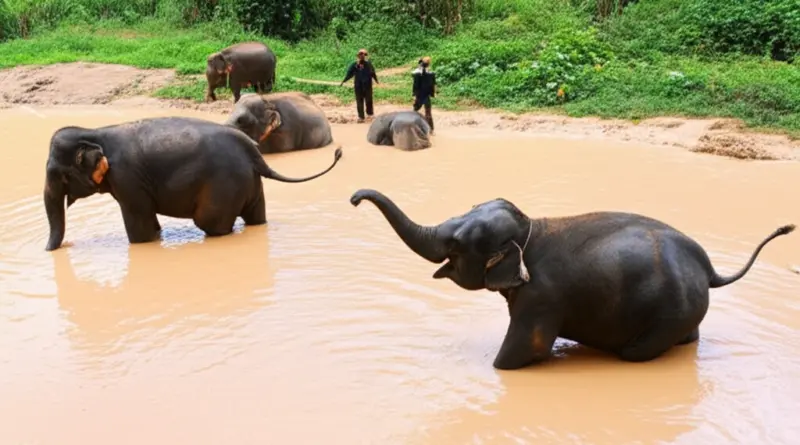 Chiang Mai 2025: The Complete Guide to Ethical Elephant Sanctuaries, Responsible Visits, and How to Choose the Best One