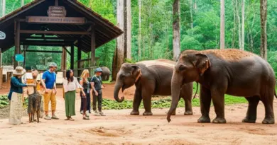 Top ethical elephant sanctuaries near Chiang Mai in 2025 — profiles, what to expect, prices, booking tips, and traveler reviews
