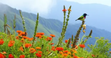 Weather, Flora & Fauna on Doi Inthanon — When to Go for Wildflowers, Birding and Cooler Temperatures