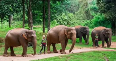 Why ethical elephant sanctuaries matter in Chiang Mai — standards, certifications, and how humane care differs from entertainment-focused camps