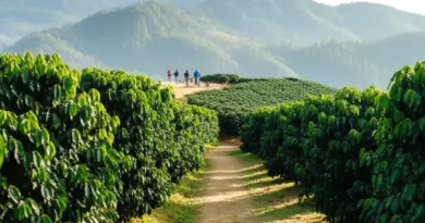Chiang Mai 2025: The Ultimate Guide to Coffee Farm Tours and Best Mountain Viewpoints