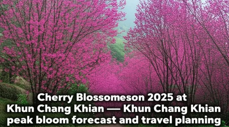 Floral Season 2025: Khun Chang Khian Sakura Forecast — Best Dates, Peak Bloom Predictions, and How to Plan Your Visit