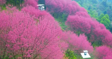 When Will Khun Chang Khian Sakura Bloom in 2025? Climate Patterns, Peak Window, and Forecasting Methods