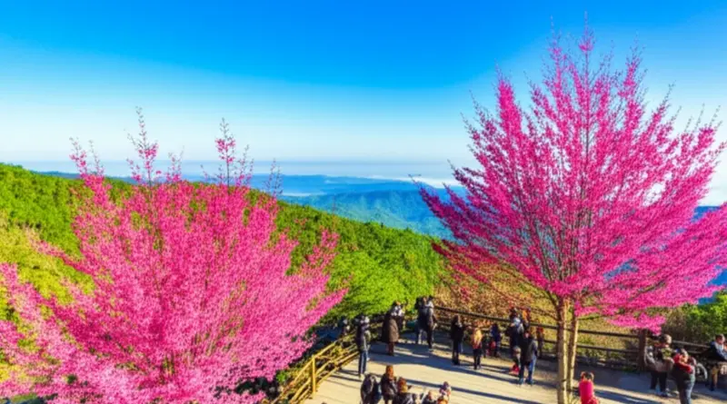 Where to See the Best Cherry Blossom Displays: Top Viewpoints, Photo Spots, and Nearby Attractions in Doi Suthep–Pui