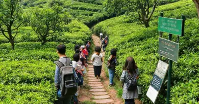 Araksa Tea Garden 2025: Ultimate Guide to Tea Picking, Tasting Tours, Pricing, and Travel Tips