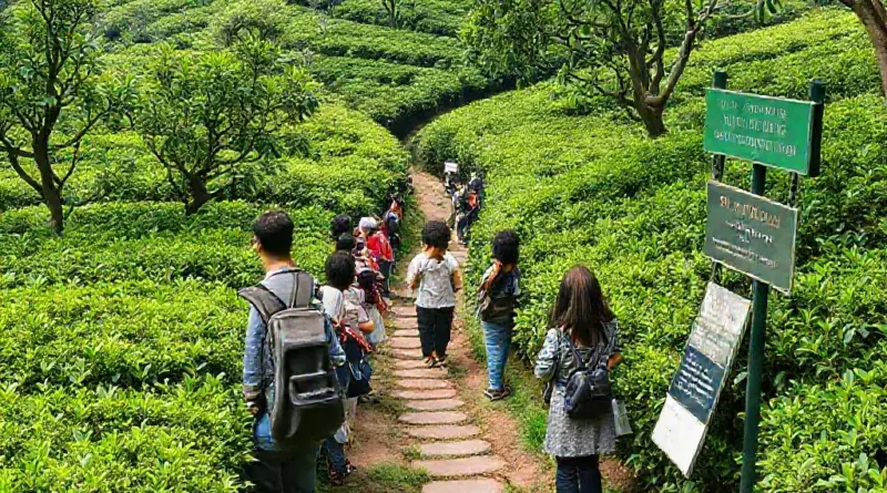 Araksa Tea Garden 2025: Ultimate Guide to Tea Picking, Tasting Tours, Pricing, and Travel Tips