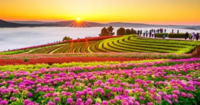 Best Time to See Mon Jam’s Sunrise Flower Fields — Seasons, Bloom Calendars, and Weather Tips