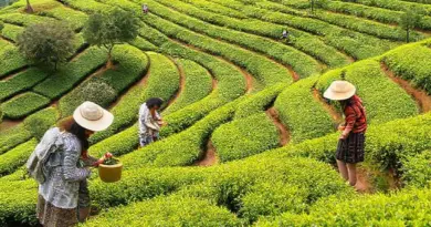 What to Expect on an Araksa Tea Picking Tour 2025 — schedule, seasonal availability, and what’s included