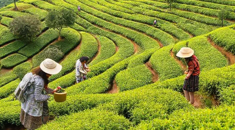 What to Expect on an Araksa Tea Picking Tour 2025 — schedule, seasonal availability, and what’s included