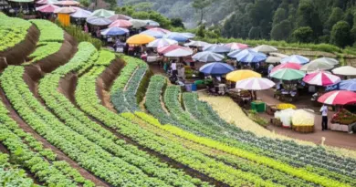 Why Chiang Mai Is Thailand’s Farm-to-Table Capital in 2025: Local Food Culture, Organic Farming Trends, and Sustainability Practices