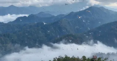 Best Time to Visit and Seasonal Bird Migration Patterns on Doi Inthanon (2025)