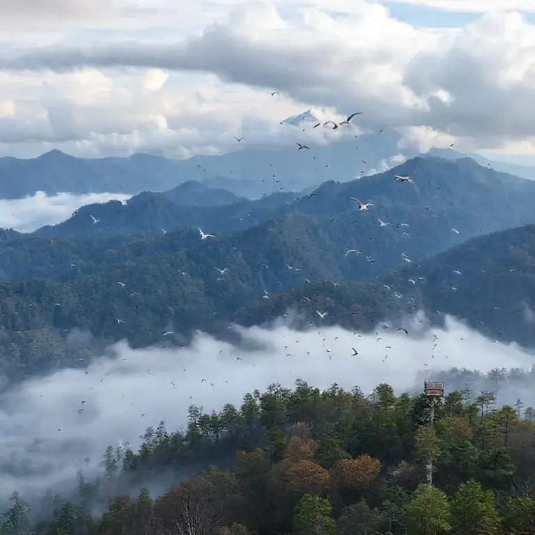 Best Time to Visit and Seasonal Bird Migration Patterns on Doi Inthanon (2025)
