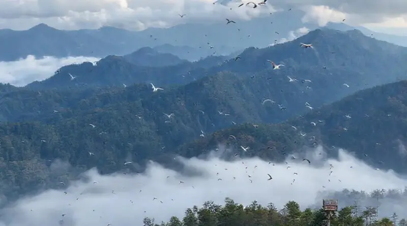 Best Time to Visit and Seasonal Bird Migration Patterns on Doi Inthanon (2025)
