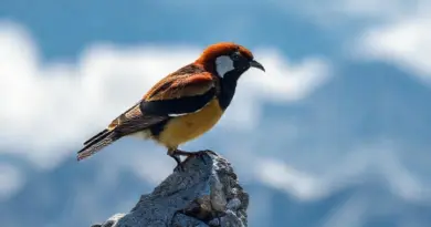 Top Species to Expect: Endemics, High-Altitude Specialists, and Rare Sightings with ID Tips