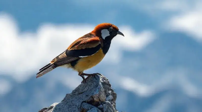 Top Species to Expect: Endemics, High-Altitude Specialists, and Rare Sightings with ID Tips
