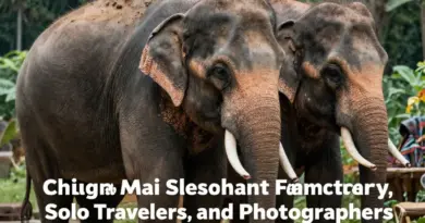 How to Choose the Best Chiang Mai Elephant Sanctuary for Families, Solo Travelers, and Photographers