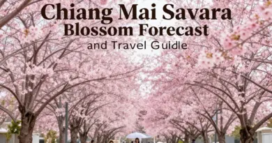 Floral Season 2025: Khun Chang Khian Sakura Forecast, Best Bloom Time, and Chiang Mai Travel Guide