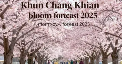 When Will Khun Chang Khian Sakura Bloom in 2025? Month-by-Month Forecast and Peak Viewing Window