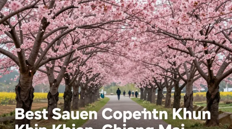 Where to See the Best Sakura Views in Khun Chang Khian, Chiang Mai: Top Photo Spots and Viewpoints